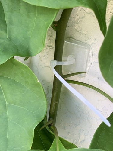 Trellis anchors pack clear - 50,