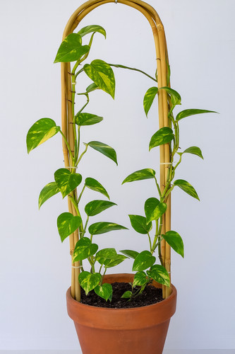 Set bamboo plant support - plant,